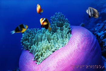 Pacific - Majuro Atoll - clownfishes - Nik RS - subtronic... by Manfred Bail 